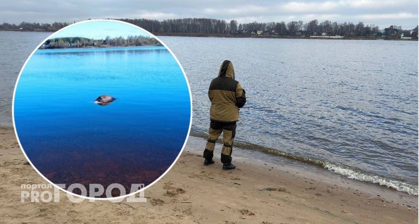 Ярославцы жалуются на ужасный запах с берега реки 